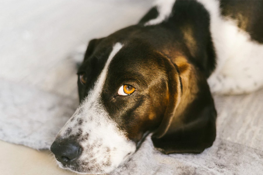 Understanding Whale Eyes In Dogs