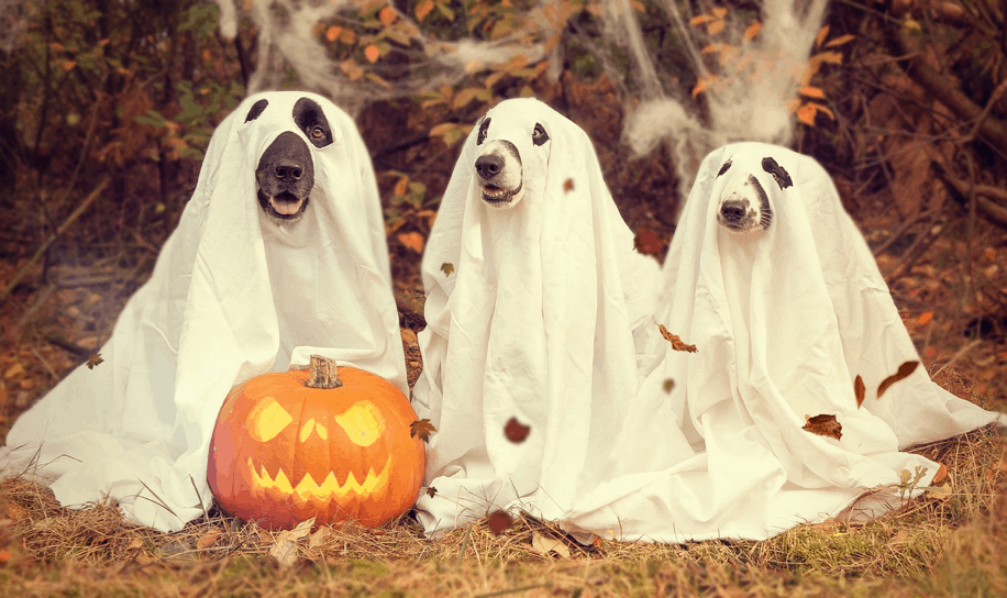 Best Fall & Halloween Dog Events In Los Angeles!