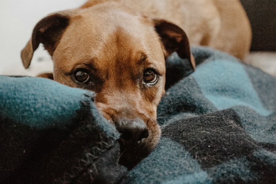 Diabetes in Dogs: Causes, Symptoms, Treatment, and Prevention