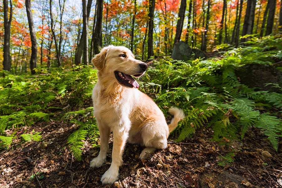 Don’t Let Your Pet Fall Victim to Fall Allergies