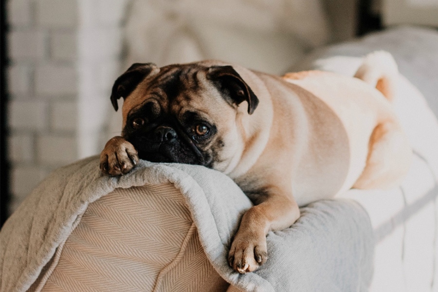 How to Prevent and Deal With Dog Obesity