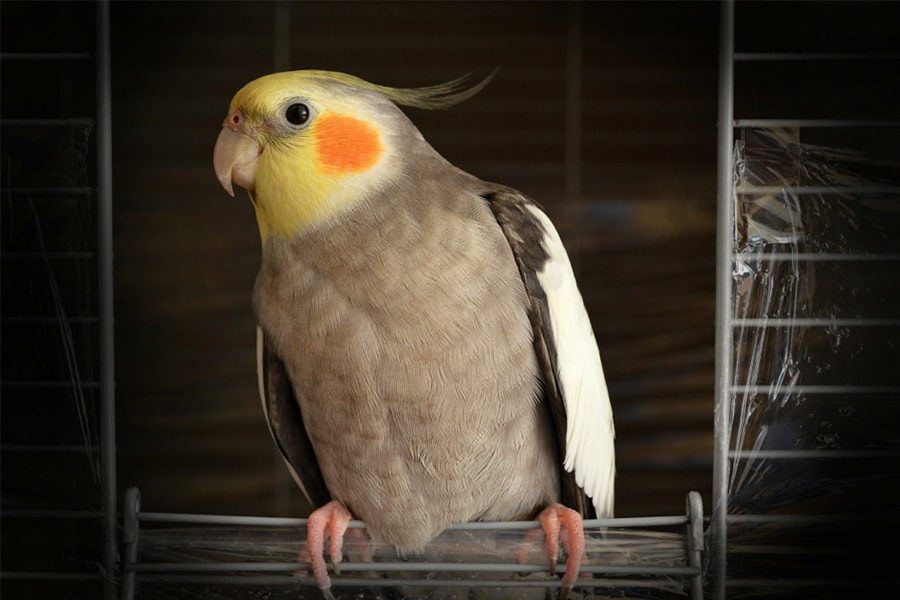 List of the Best Avian Vets in Los Angeles