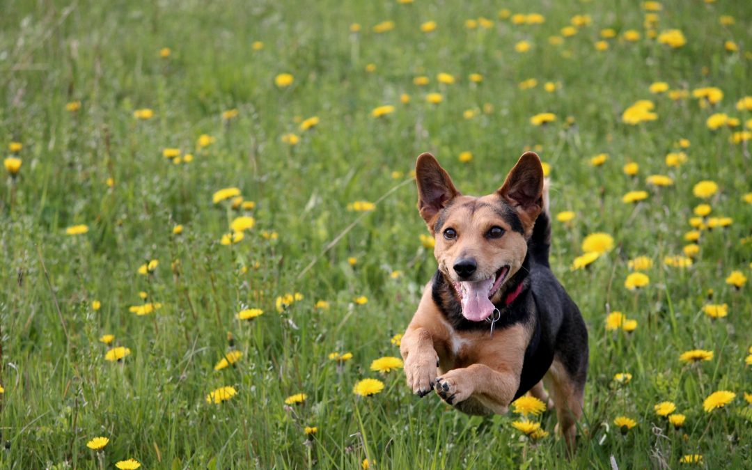 Spring Bucket List Ideas & Activities for Pet Owners