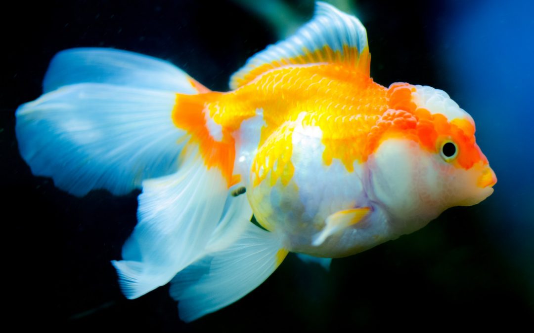 The Top 12 Pet Fish Species for Beginners