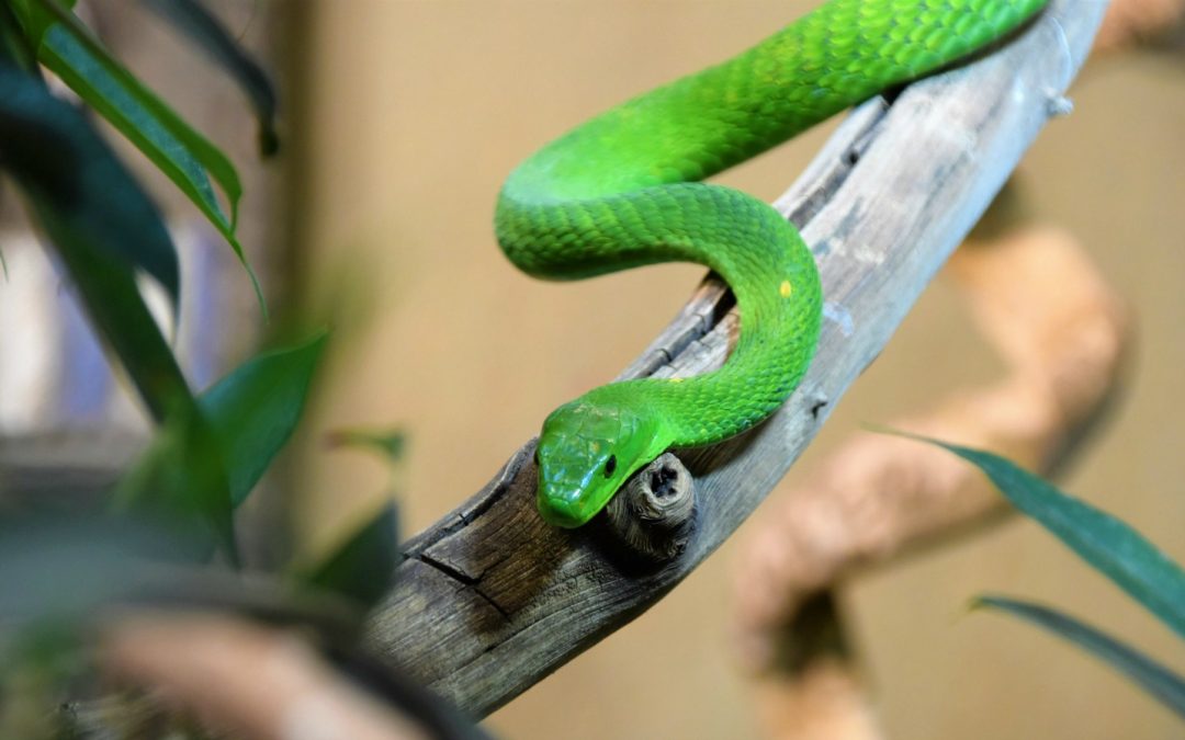The Pros and Cons of Owning a Pet Snake
