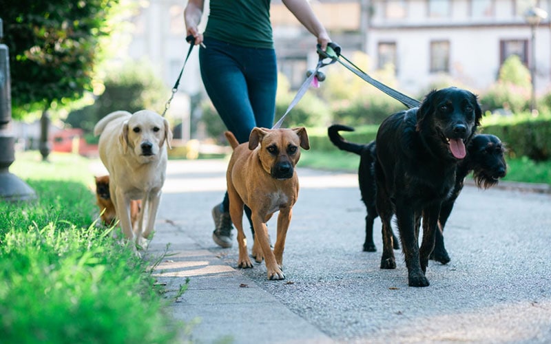 The Downside to Dog Walking Tech Companies