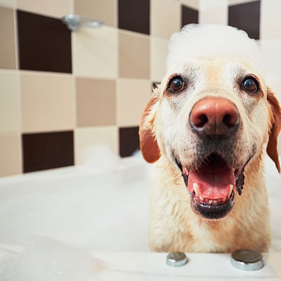 Pet Washing in Los Angeles