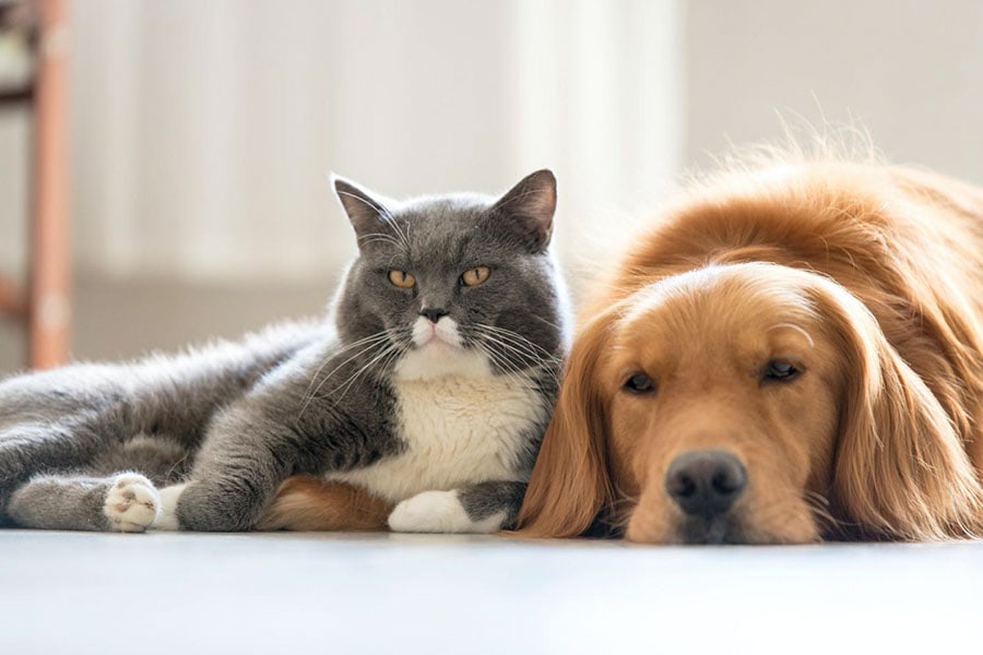 The 411 on Pet Insurance in Los Angeles