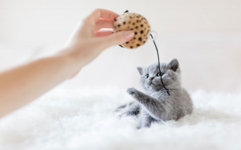 8 Best Toys Every Indoor Cat Needs to Stay Active