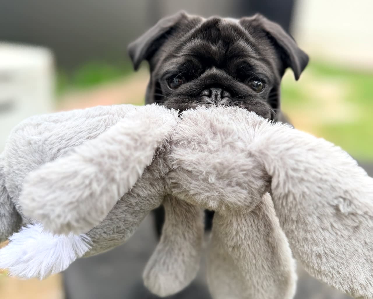 Apollo with a toy bunny during pet boarding