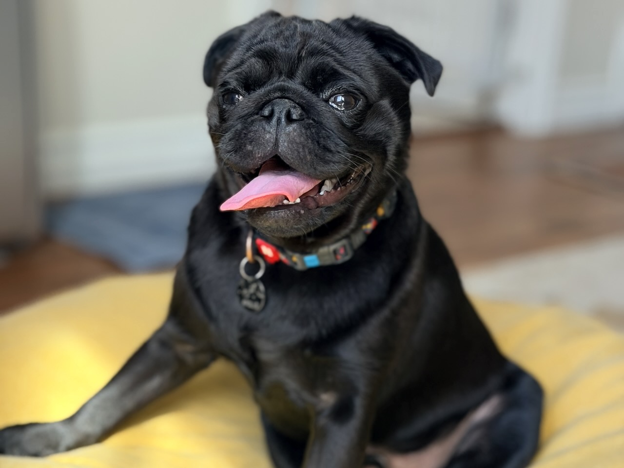 Apollo overnight at pet sitters home