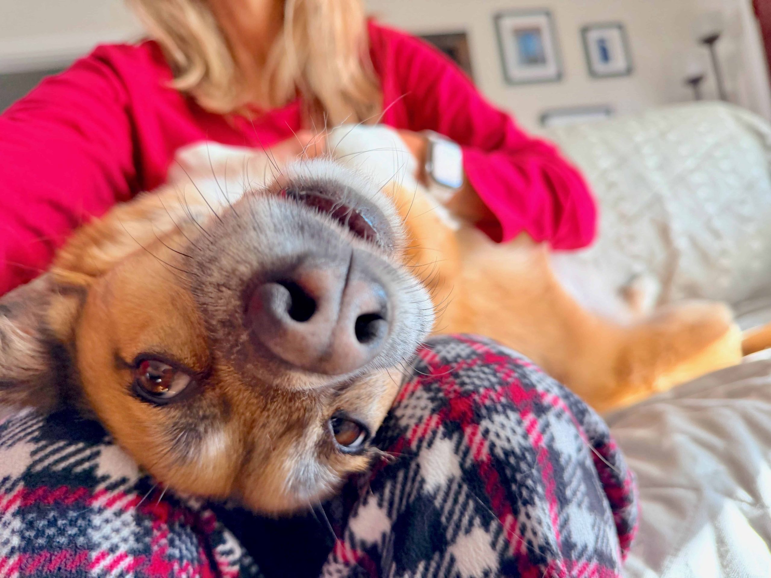 Buster is getting belly rubs in an overnight pet sit.