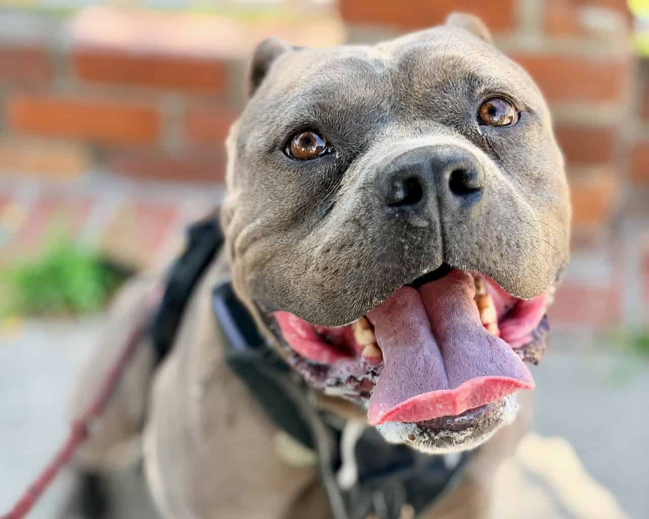 Hank happy after a walk in Culver City