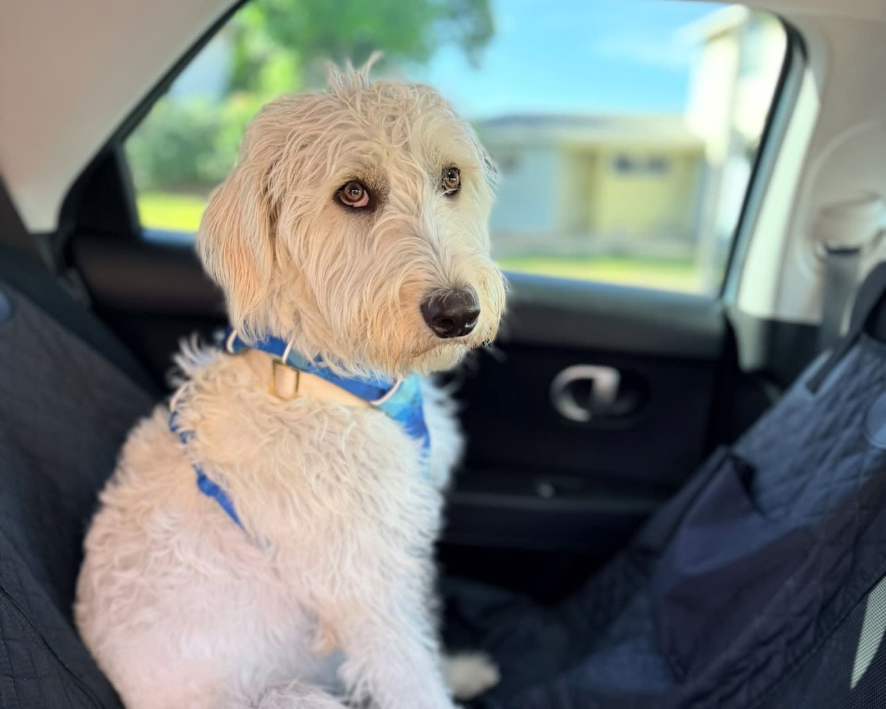 Joopiter get a pet taxi to doggie daycare.