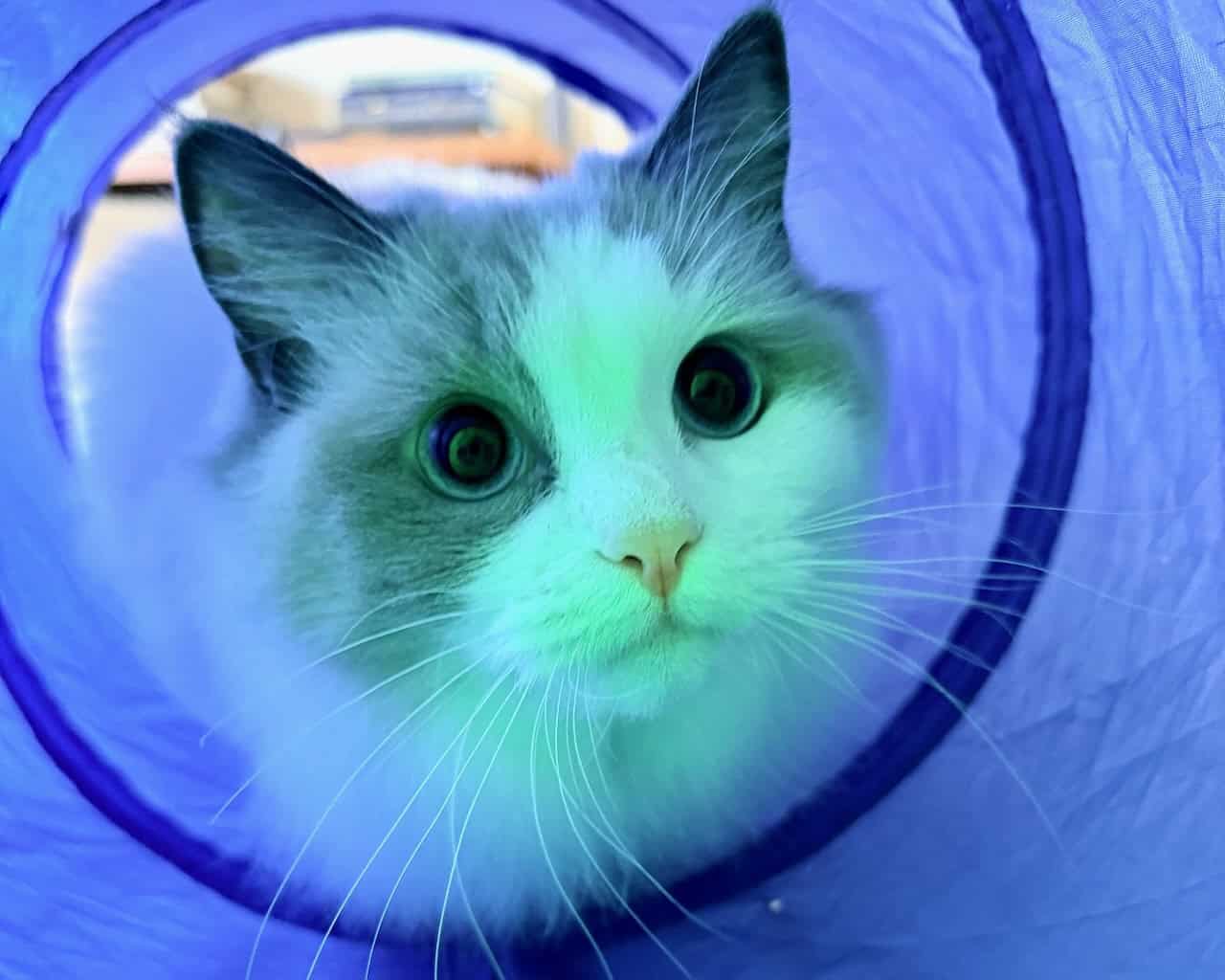 Lucille playing during a pet sit in Culver City