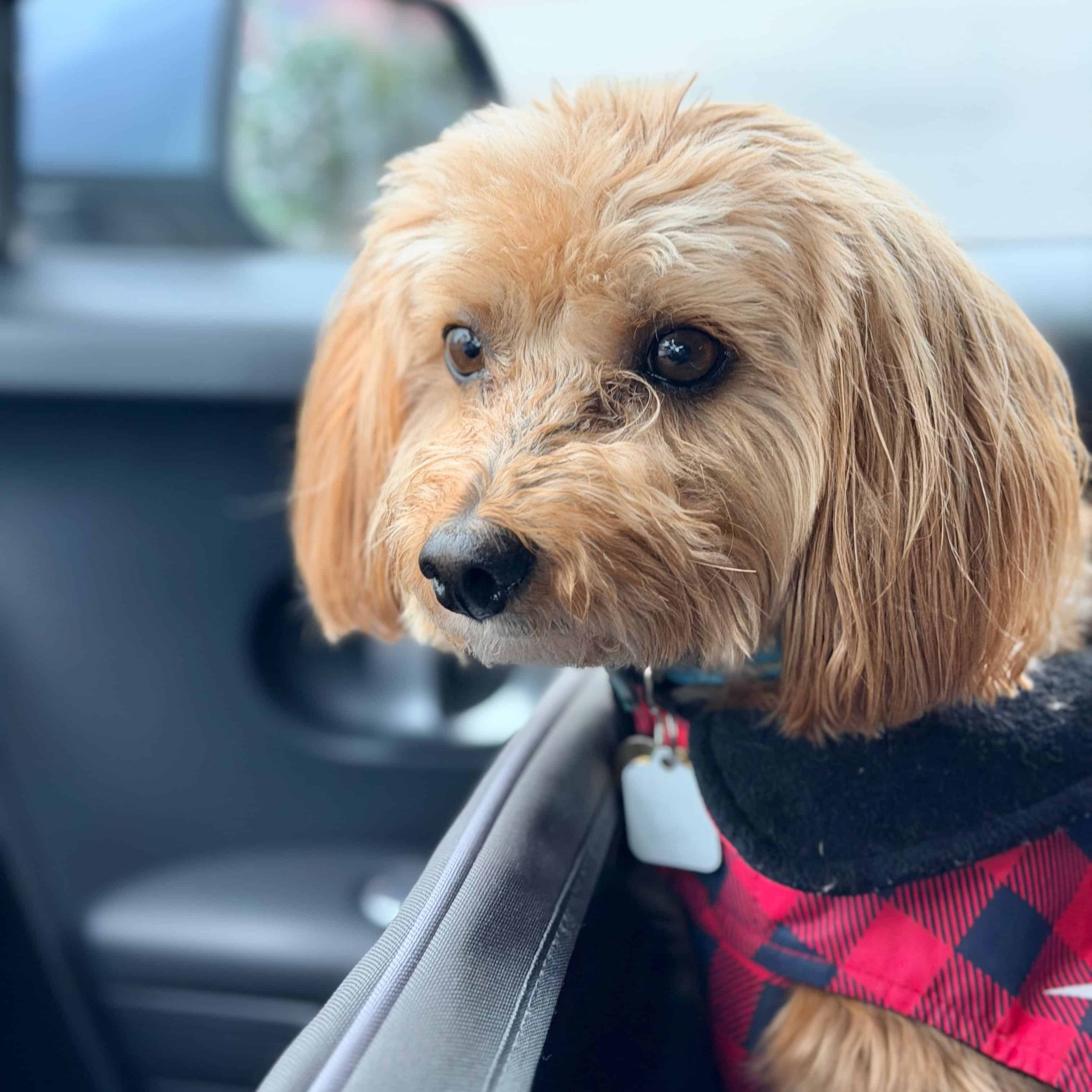 Mala Pet Taxi. Safely transported in a car. West Los Angeles