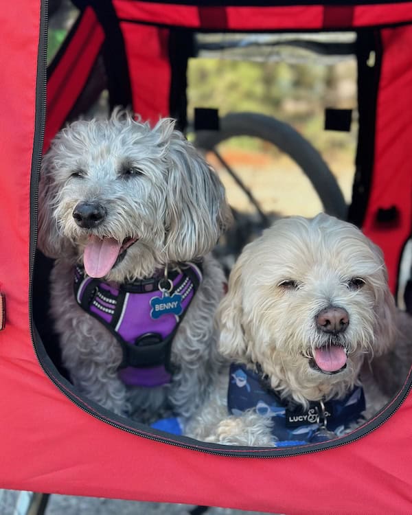 Otis and Benny are on an adventure.