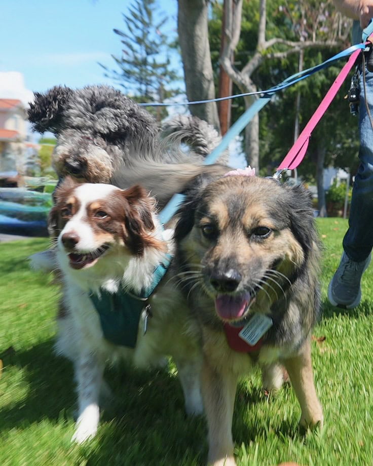 Blue, Bandit, and Pepper on pack walk in Westchester.