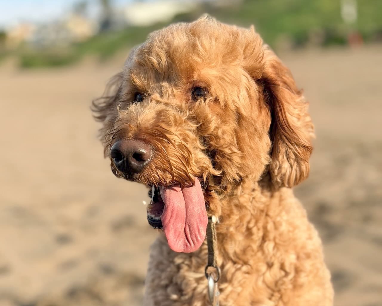Hank happy after a walk in Culver City