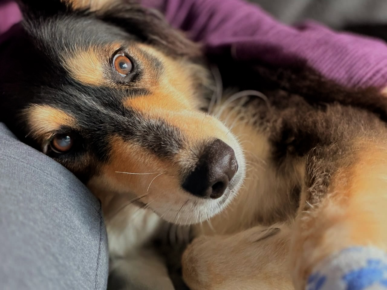 Roux Overnight dog care, cuddling on the couch in West Los Angeles.