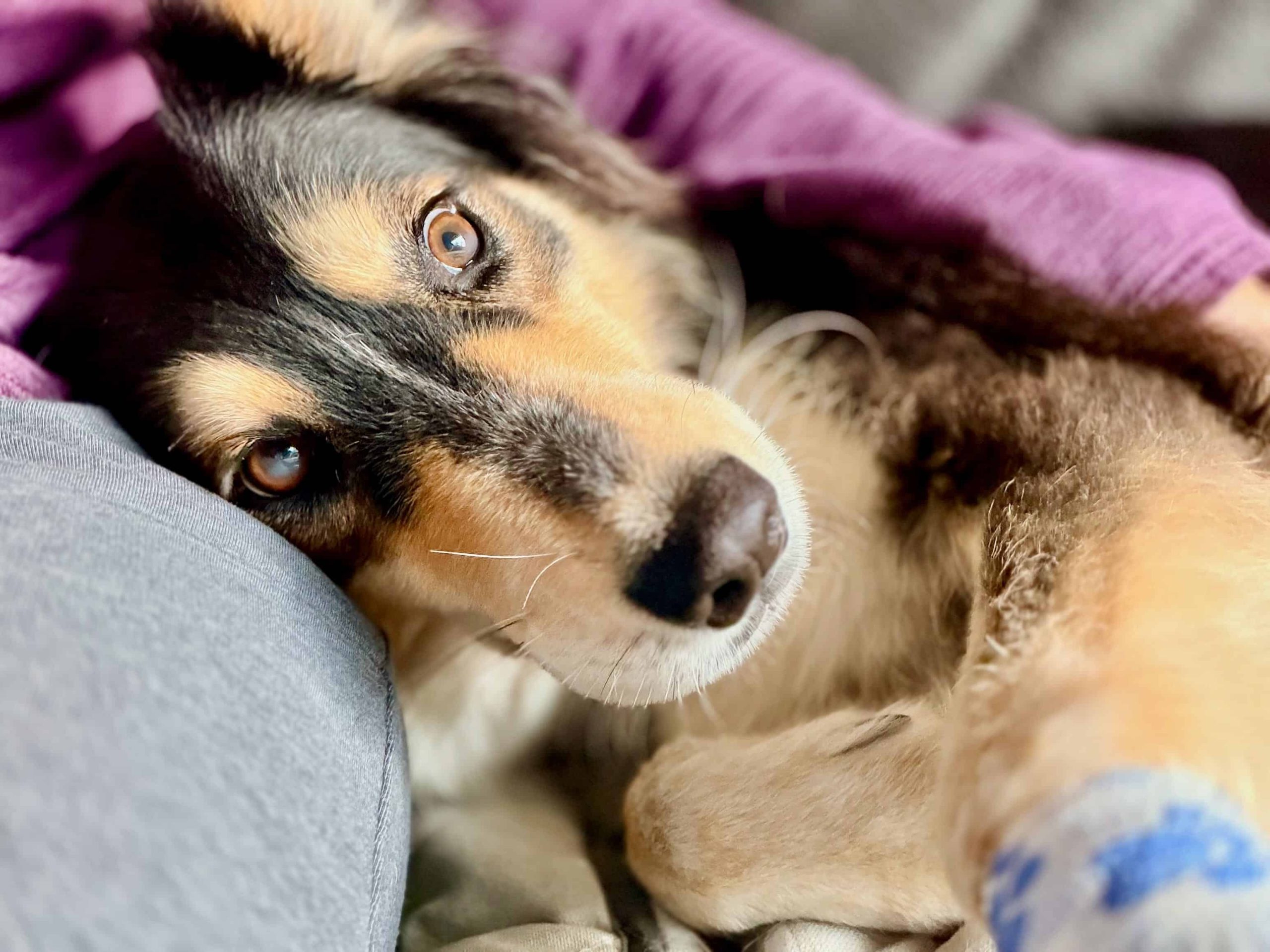 Roux Overnight dog care, cuddling on the couch in West Los Angeles.