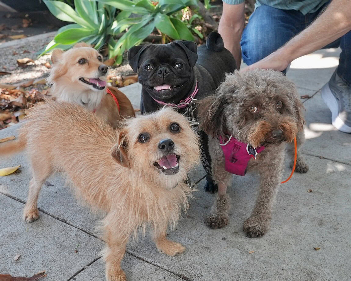 Small dog pack walk in Venice California