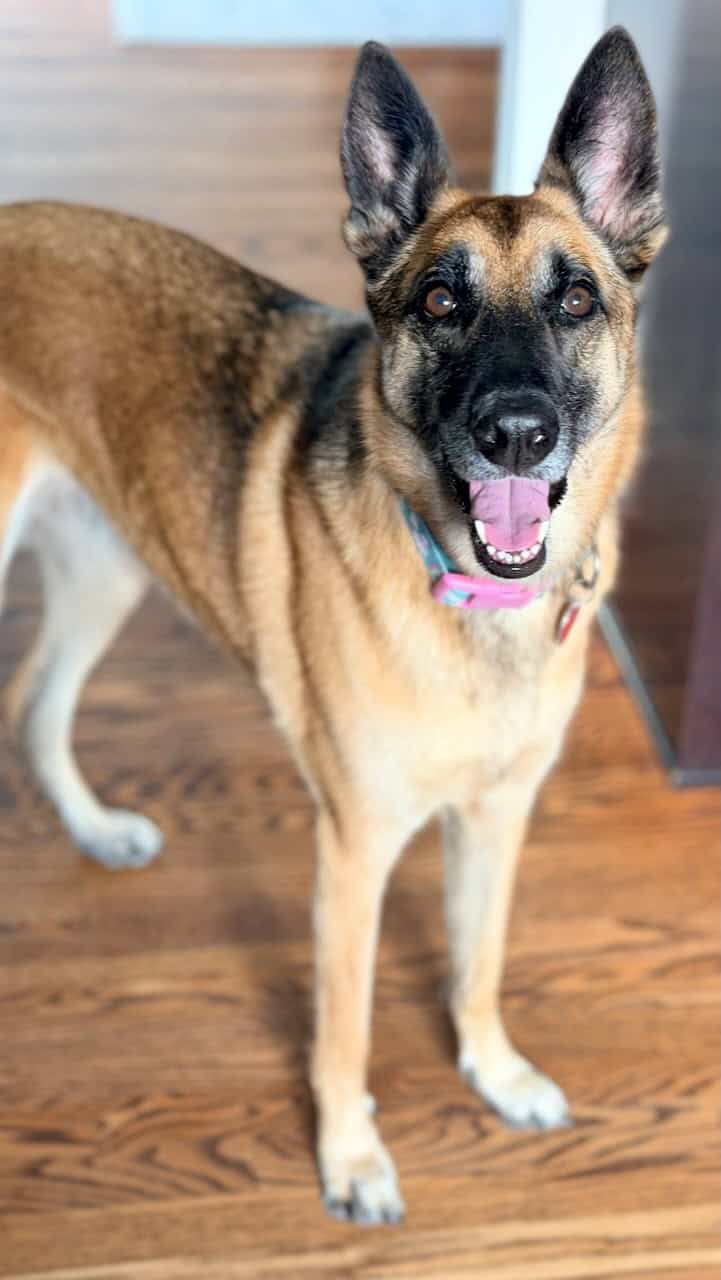 Tela dog boarding in Culver City home