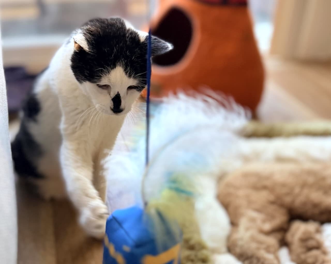 Lucille playing during a pet sit in Culver City