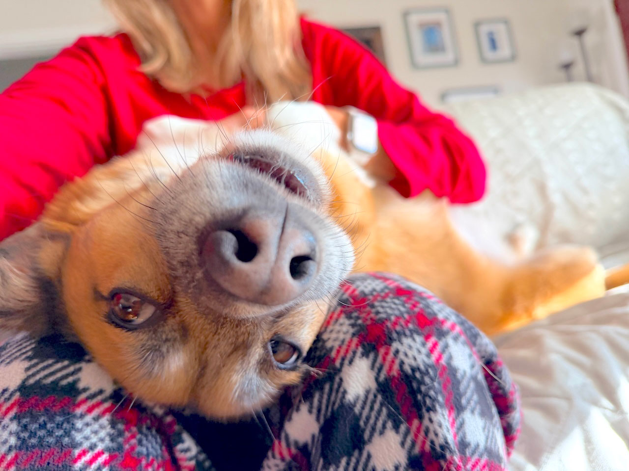 Buster relaxing before an overnight pet care visit in West Los Angeles
