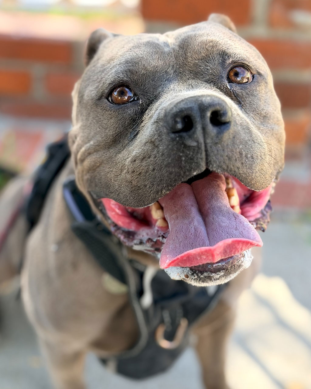 Happy dog enjoying a personalized neighborhood dog walk with Animal Magnetism in Culver City, Los Angeles.