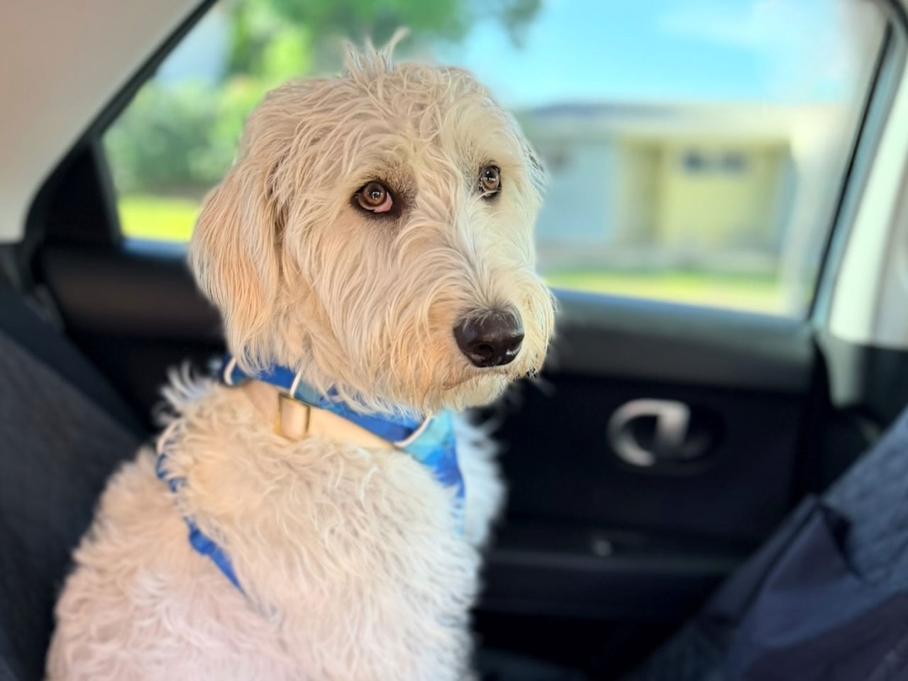 Joopiter taking a Pet Taxi ride in West Los Angeles