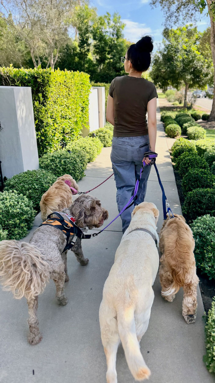 Karla leading an Animal Magnetism pack walk in West Los Angeles