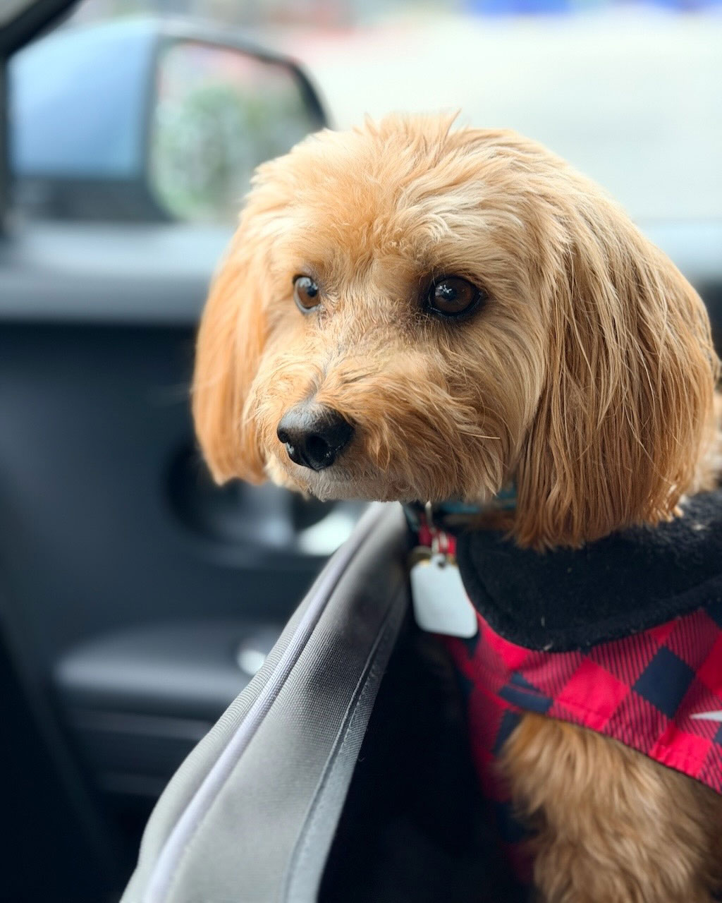 Small dog riding safely in an Animal Magnetism pet taxi vehicle in West Los Angeles.