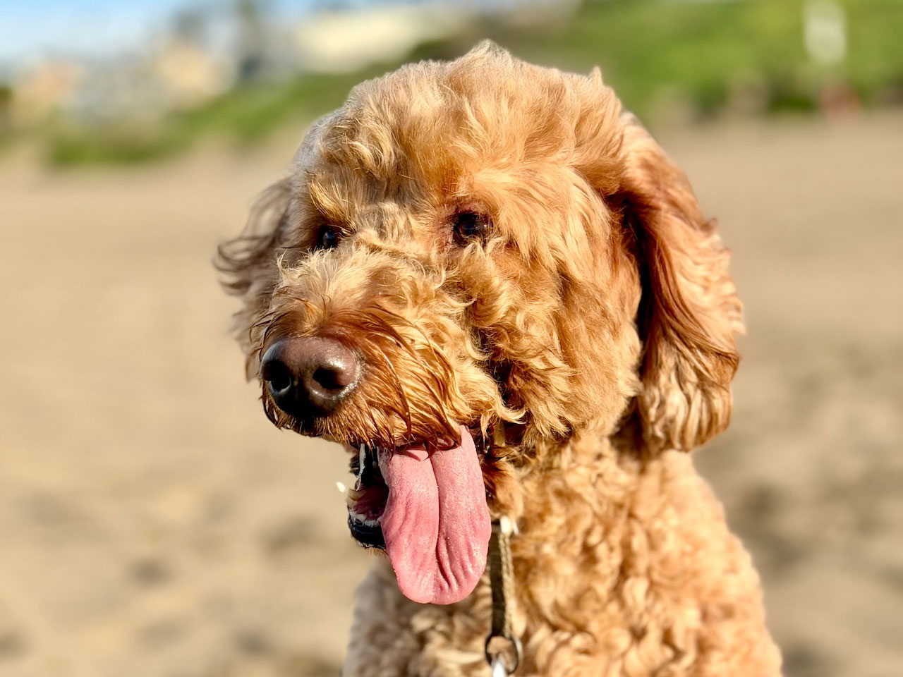 Parsley on the beach during an individual dog walking service by Animal Magnetism in west Los Angeles