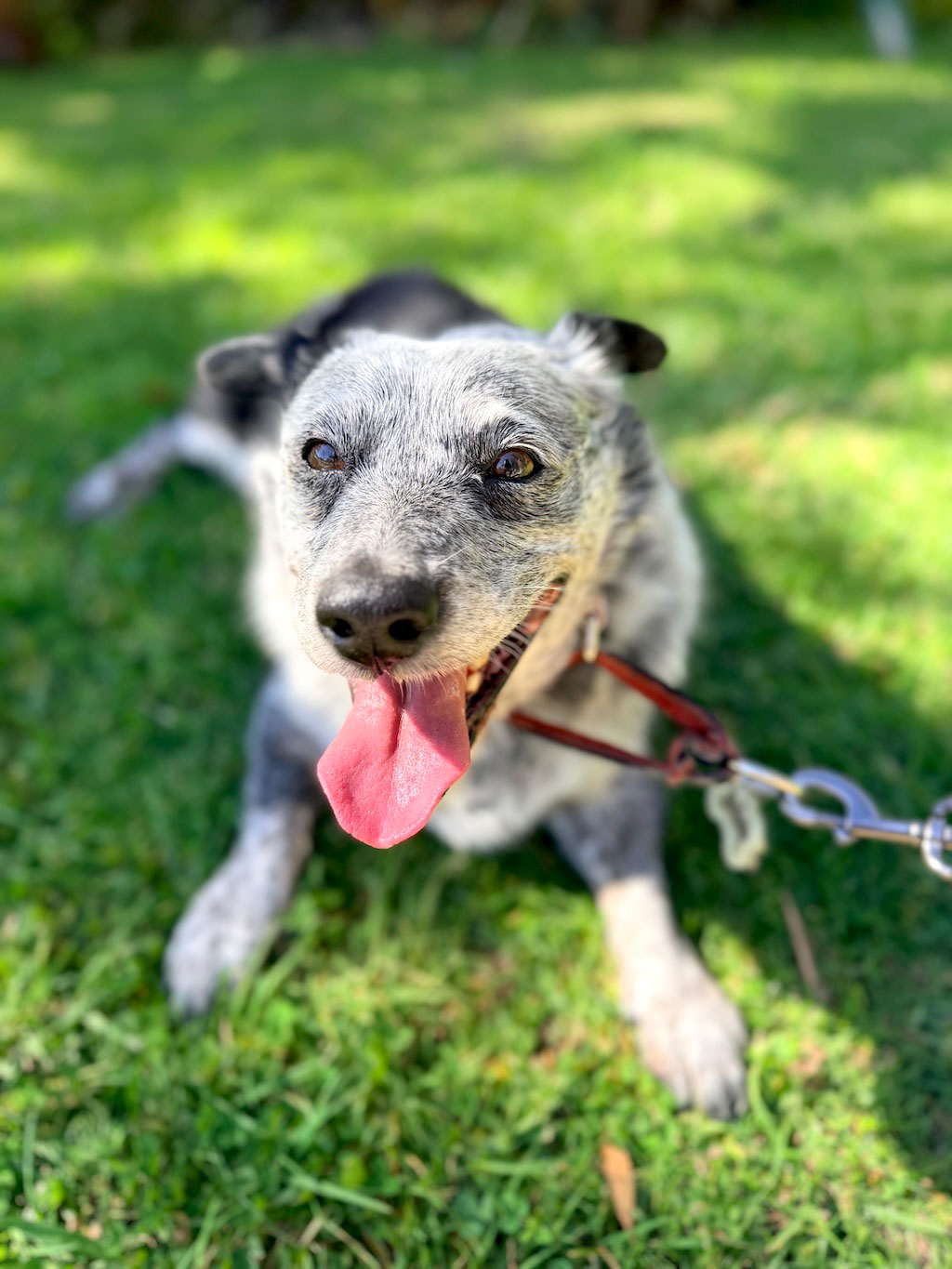 Happy dog resting in the grass during a personalized dog walk in West Los Angeles.
