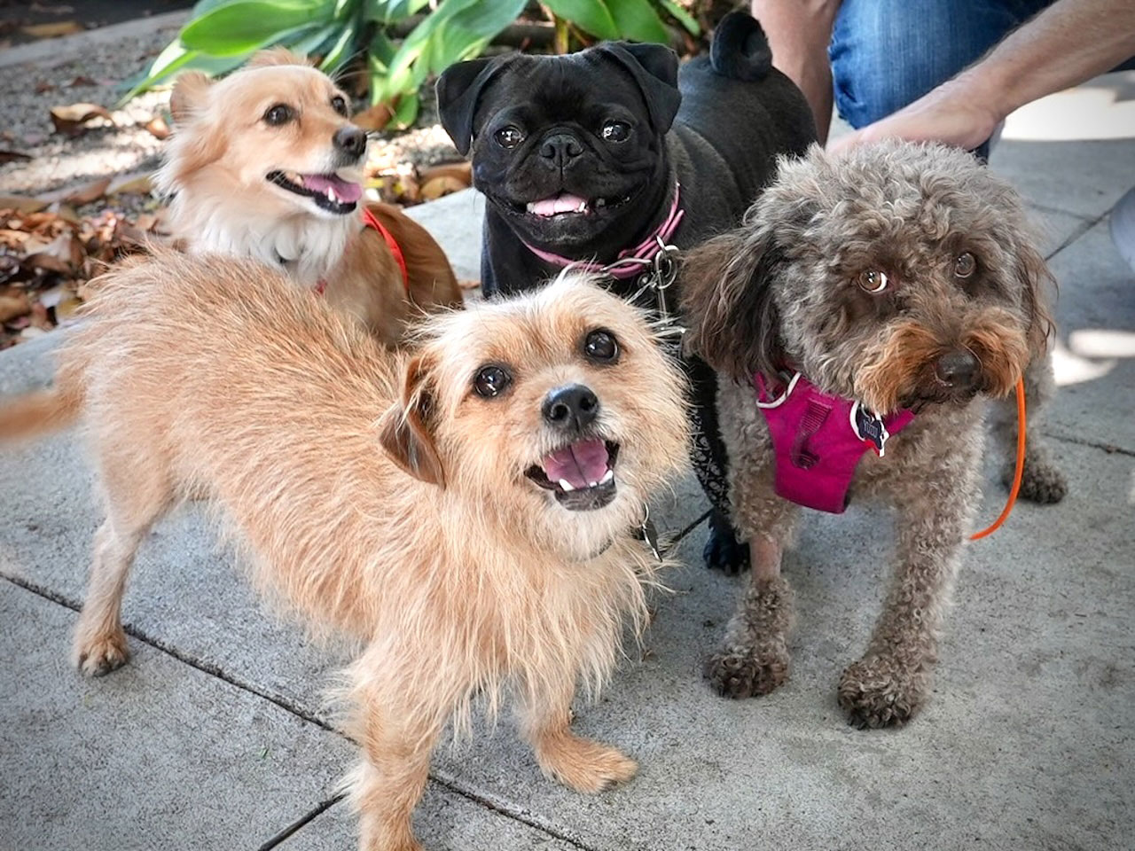 Small dogs on a socialization and pack walk by Animal Magnetism in West Los Angeles