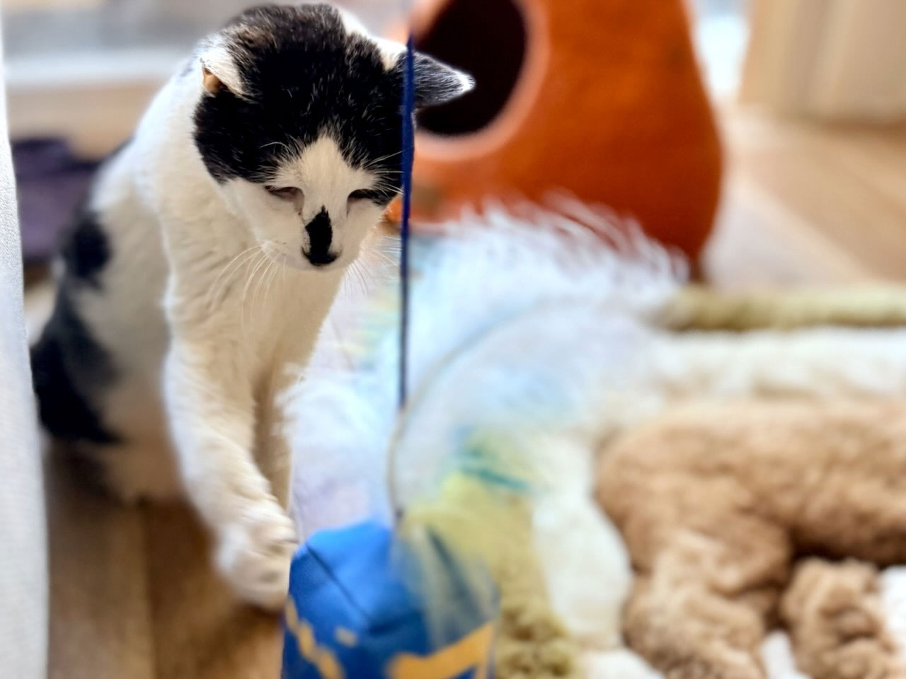 Viggo playing during an Animal Magnetism pet sitting visit in West Los Angeles